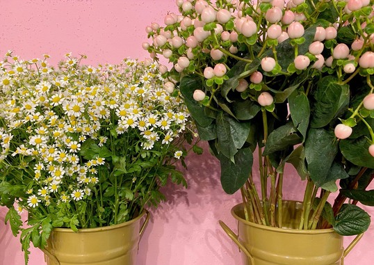 PAL_Bliss_Flowers_interier_3_final_mala